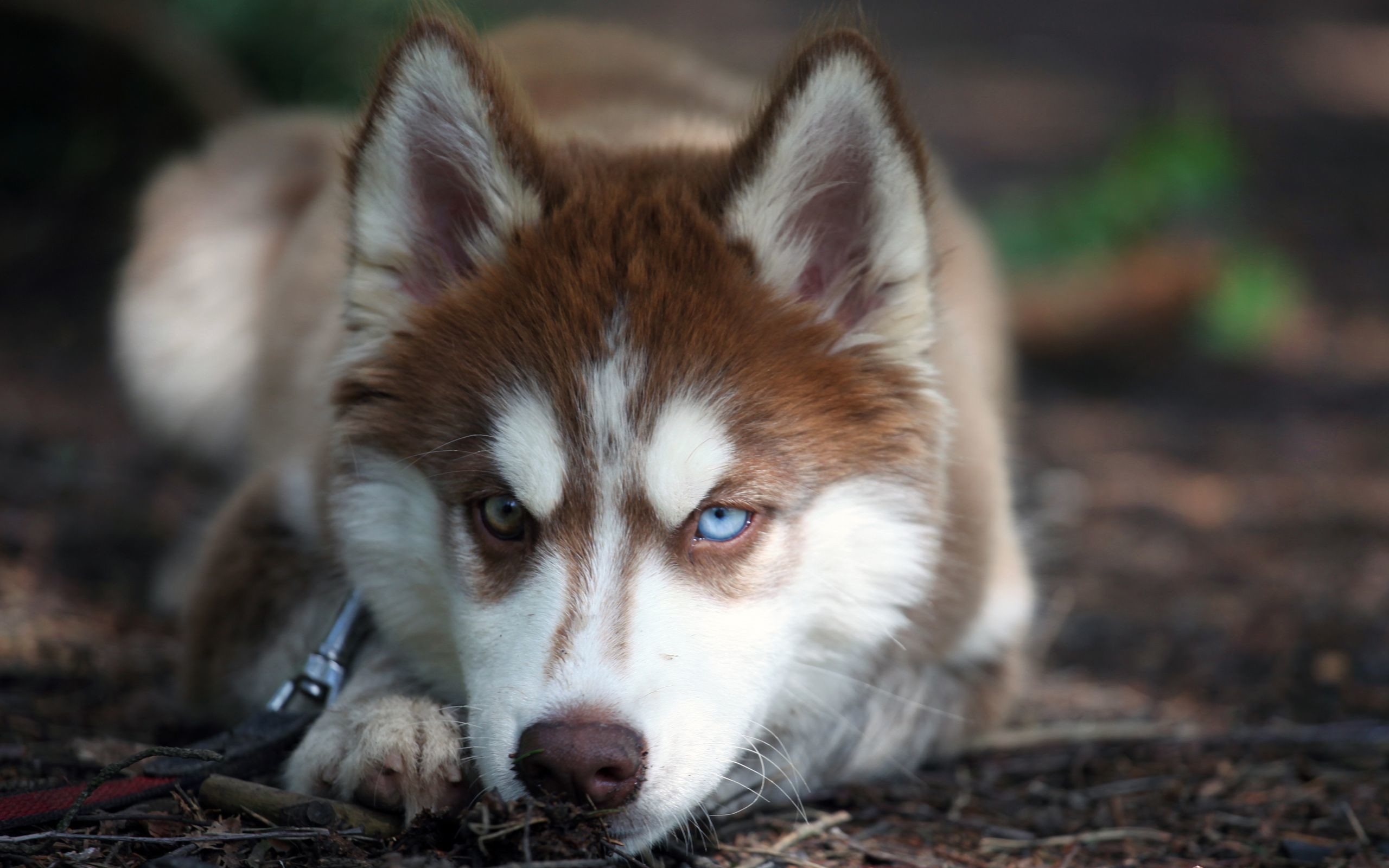 Siberian Husky Wallpaper - Bi Eyed Red Husky - HD Wallpaper 