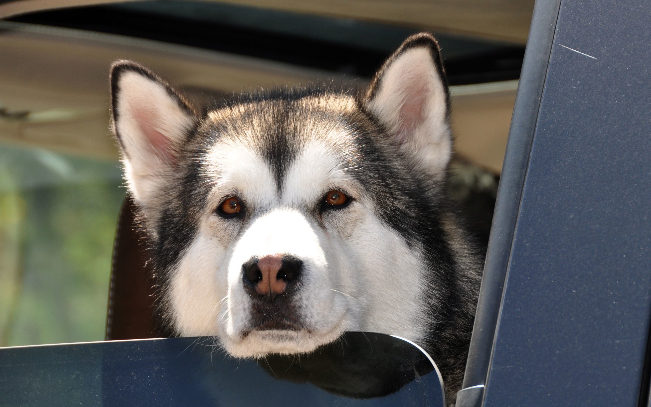 Siberian Husky - HD Wallpaper 