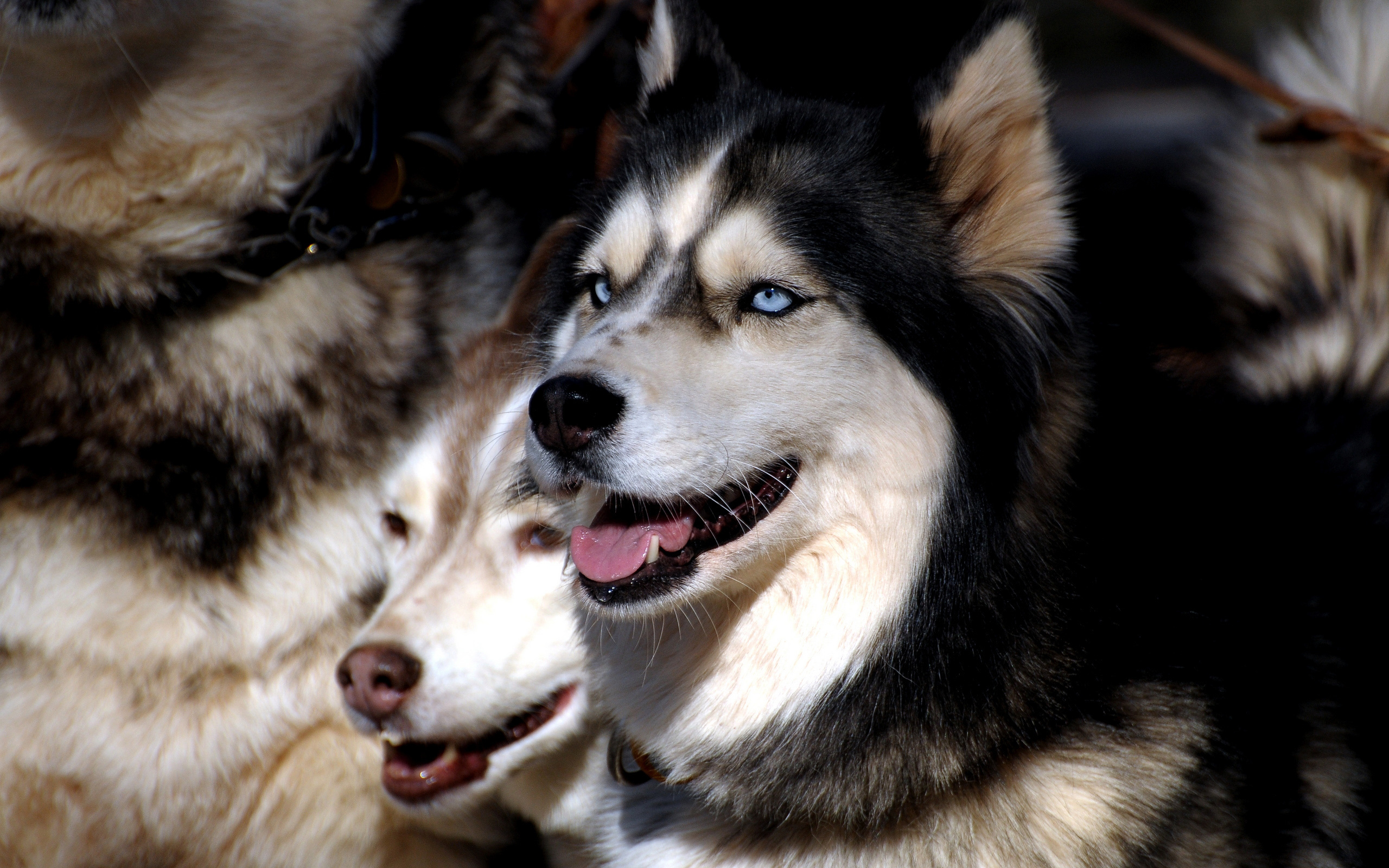 Beautiful Siberian Husky Animal Wallpaper Desktop - Husky Siberiano Malamute Do Alasca - HD Wallpaper 