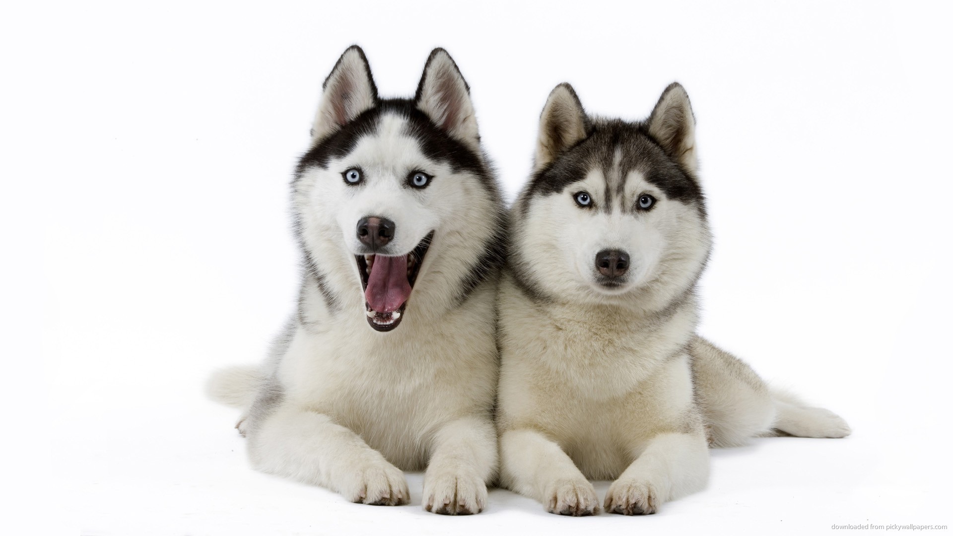 Download Siberian Husky Dogs Wallpaper Siberian Husky - Siberian Huskies Husky - HD Wallpaper 