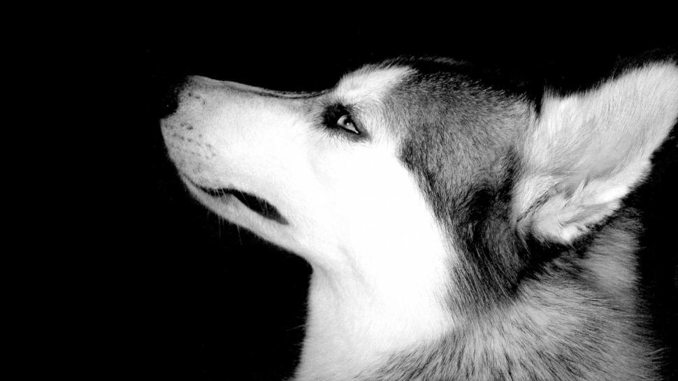 Vintage Image Siberian Husky High Resolution Photos - HD Wallpaper 
