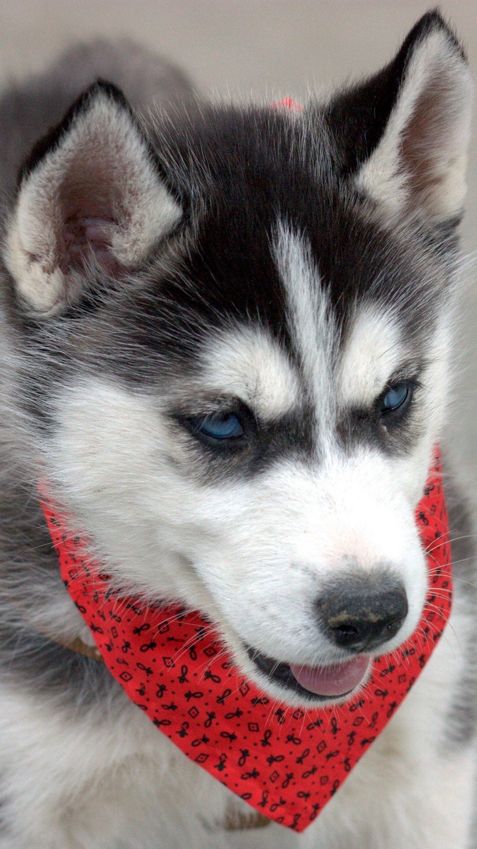 Wallpaper Husky, Puppy, Dog, Face, Handkerchief - Husky Puppy Wallpaper Hd - HD Wallpaper 