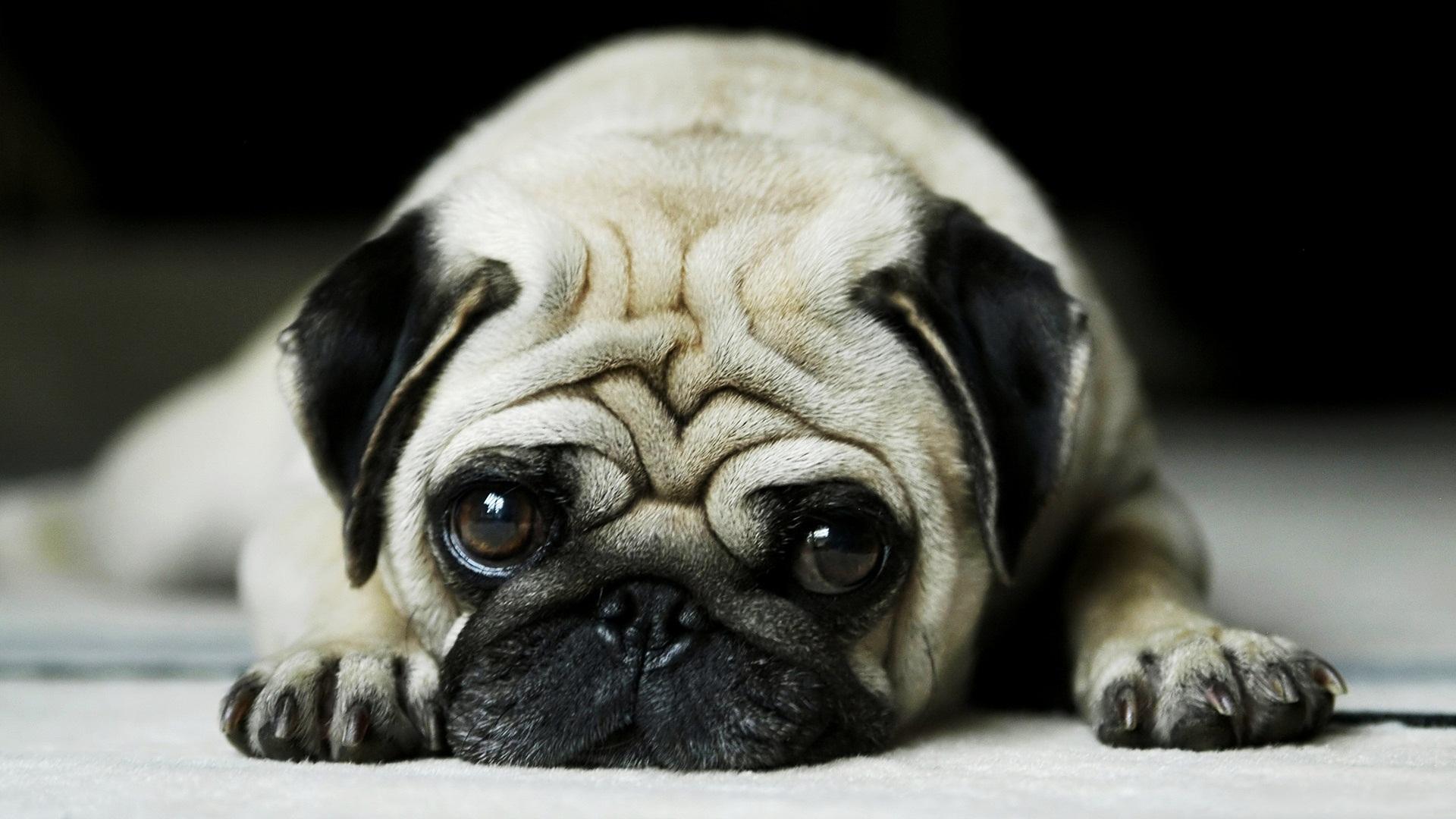 Pug Dog - HD Wallpaper 