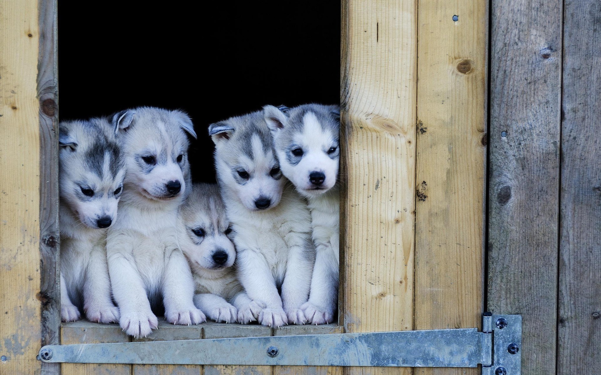 Dogs Wood Wooden Puppy Husky Husky Puppies Cute Gorgeous - Siberian Husky Puppy Hd - HD Wallpaper 