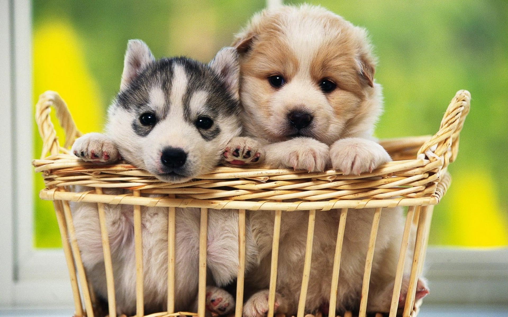 Puppies Hd Wallpapers - Dog Backgrounds - HD Wallpaper 