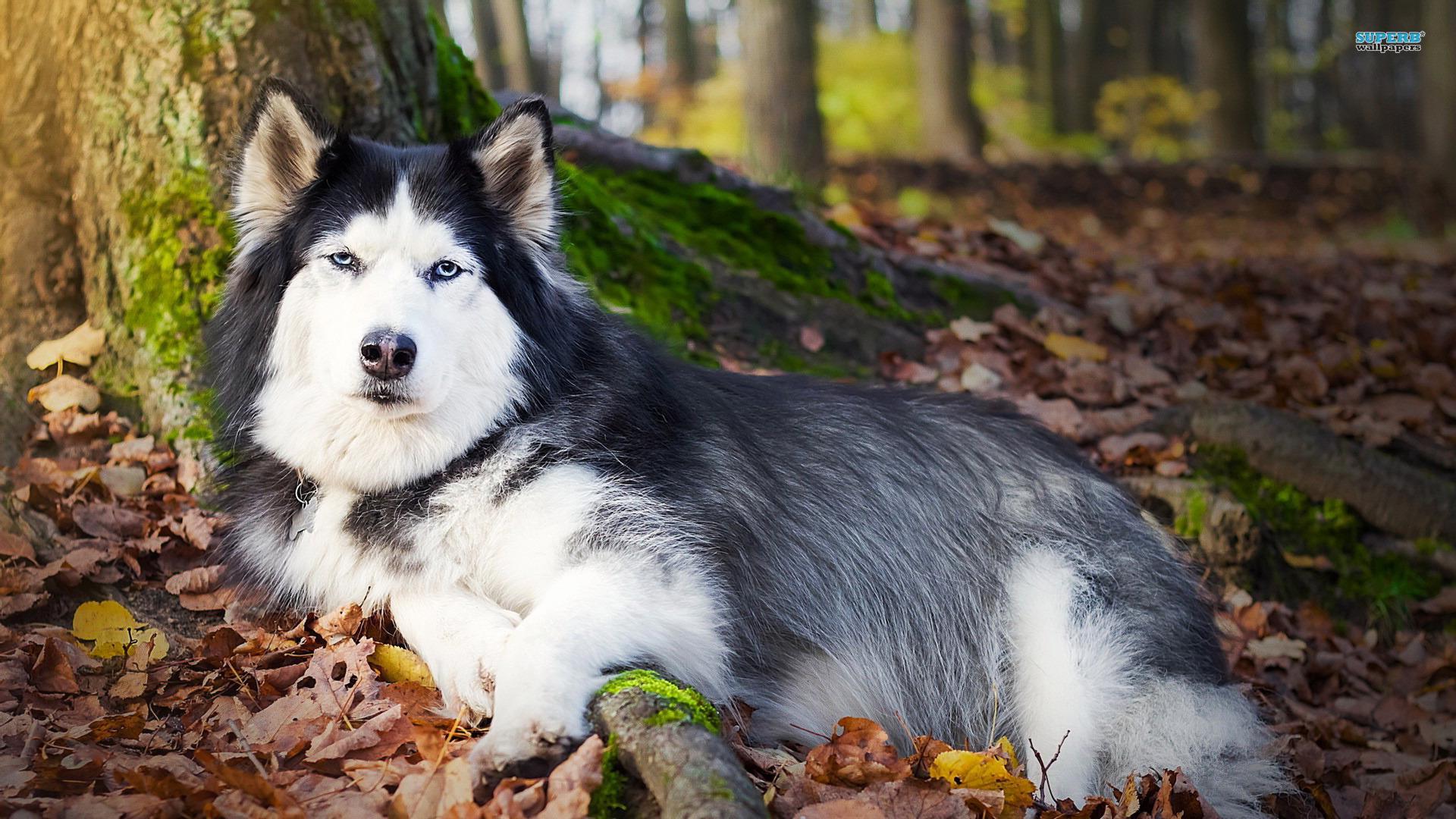 The Siberian Husky - HD Wallpaper 
