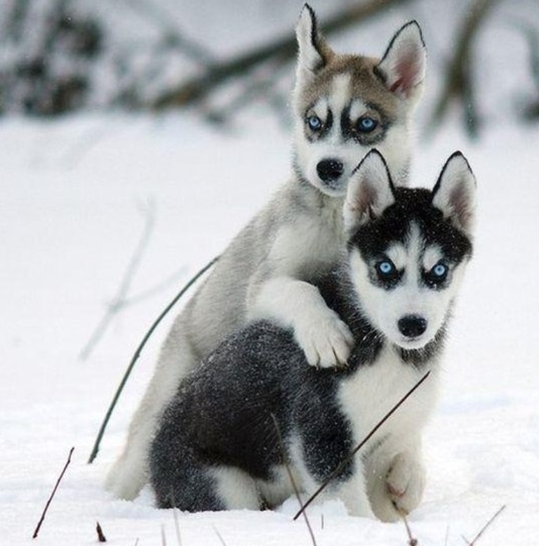 Picture - Puppy Cute Snow Wallpaper Husky - HD Wallpaper 