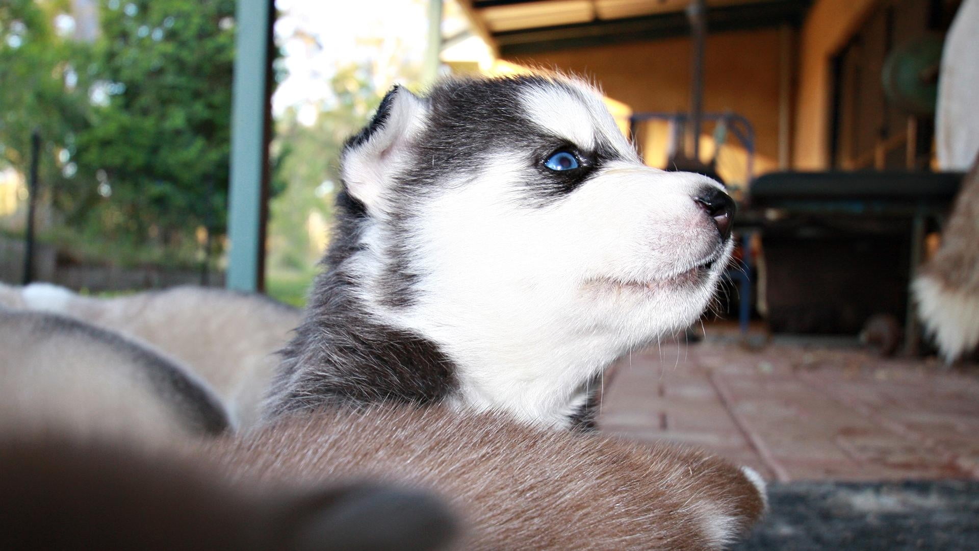 Baby Husky Wallpaper - HD Wallpaper 