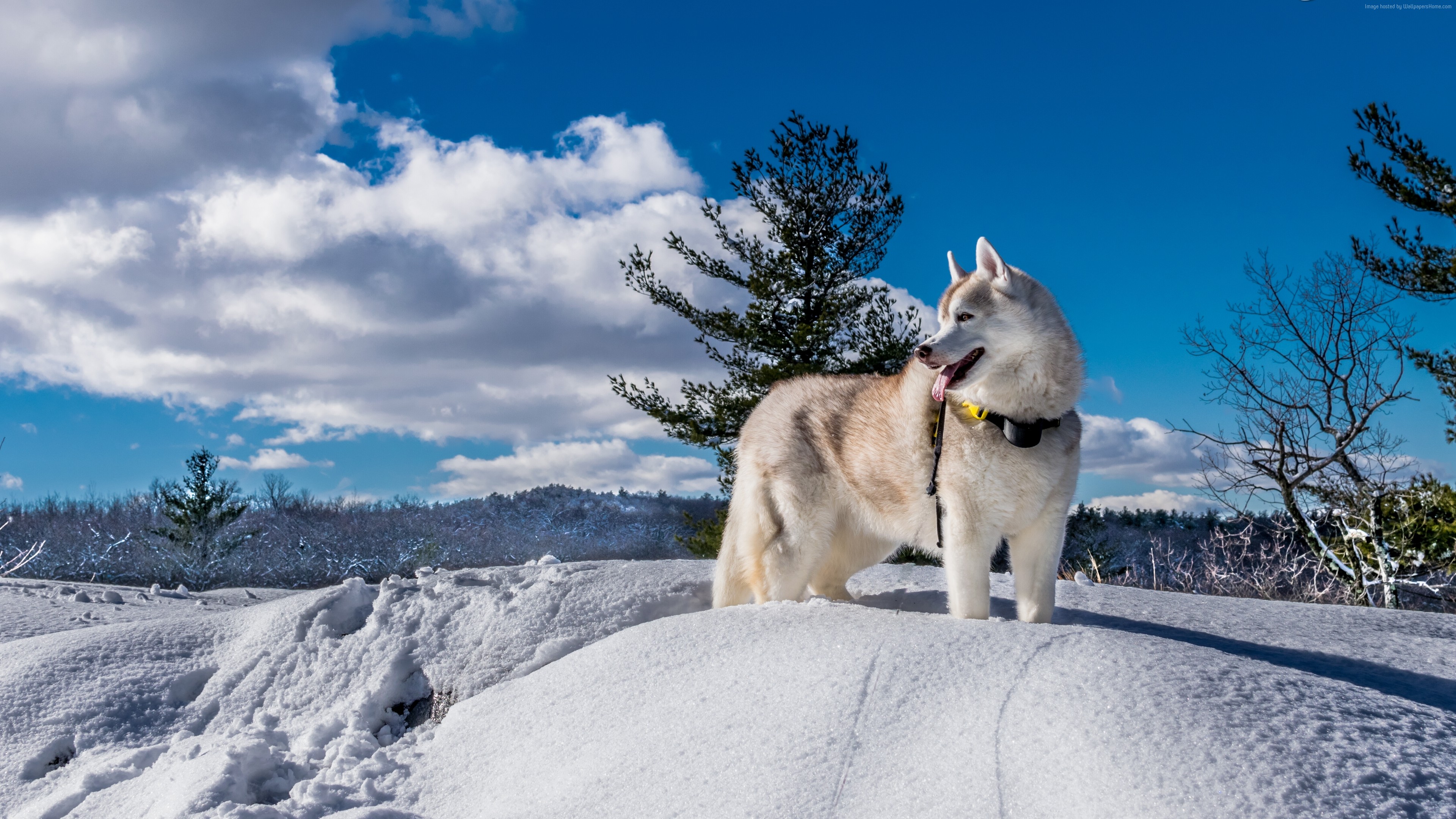 Wallpaper Dog, Husky, Cute Animals, Snow, Winter, 5k, - Husky Perro 4k - HD Wallpaper 