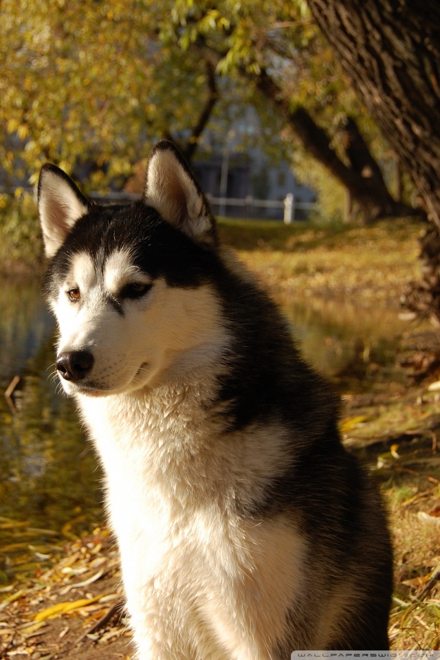 Husky - HD Wallpaper 