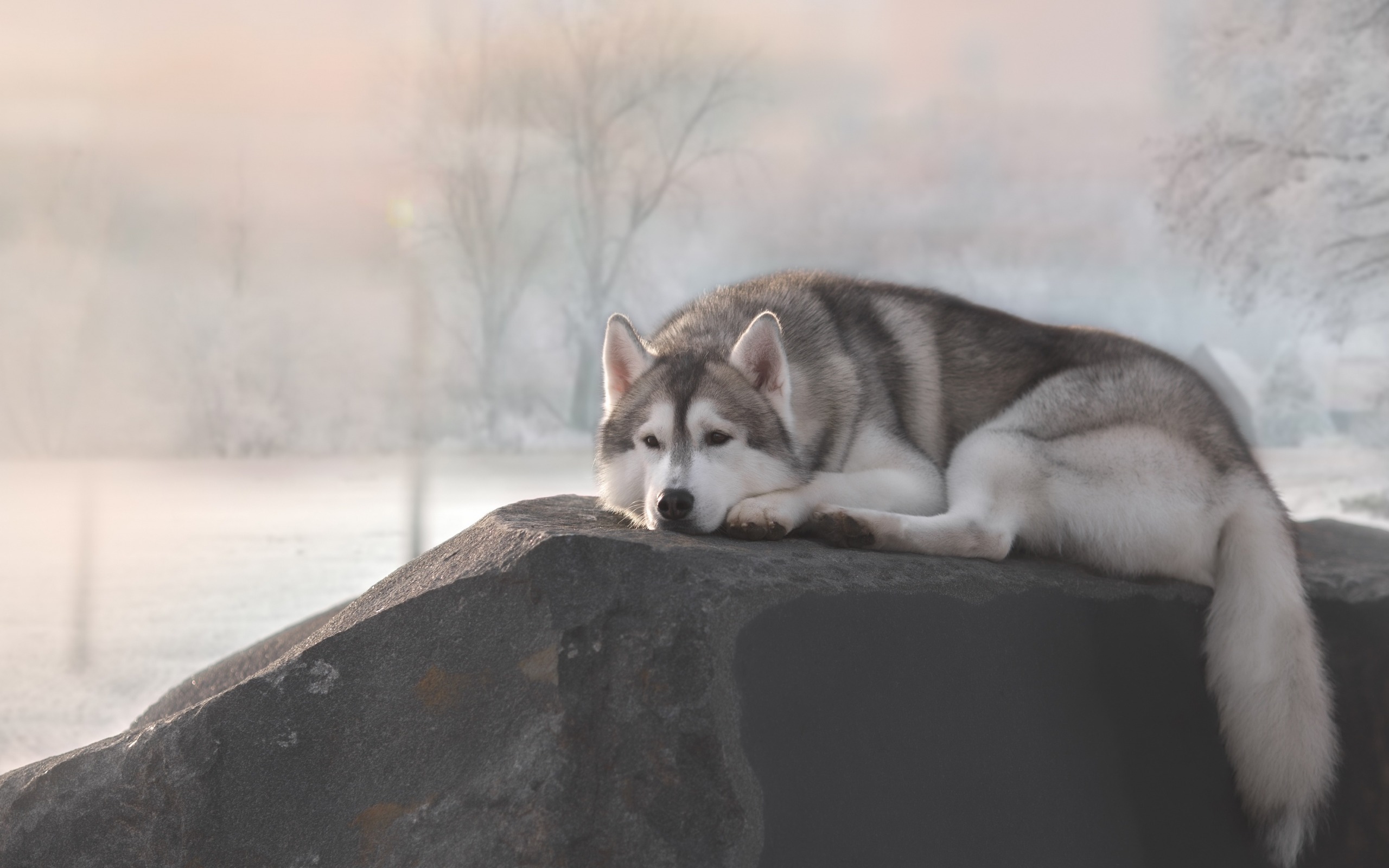 Siberian Husky, Stone, Pets, Husky, Cute Animals, Husky - High Resolution Siberian Husky Hd - HD Wallpaper 