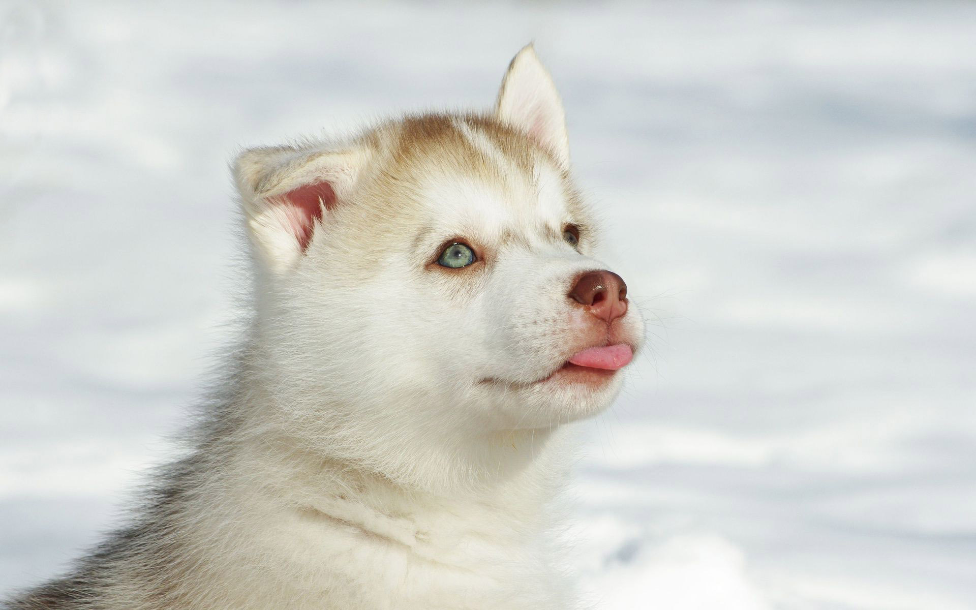 Cute White Husky Wallpaper - HD Wallpaper 