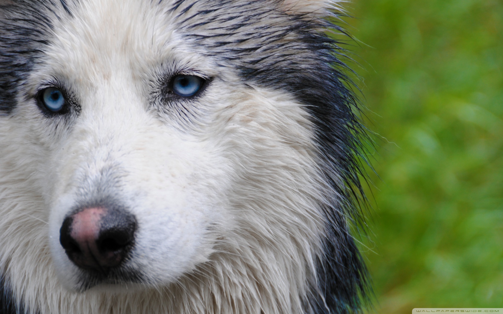 Portrait De Husky Hd - HD Wallpaper 
