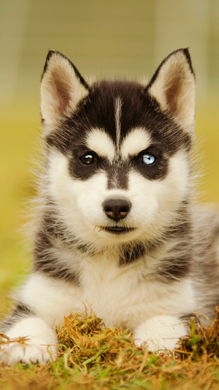 Siberian Husky - HD Wallpaper 