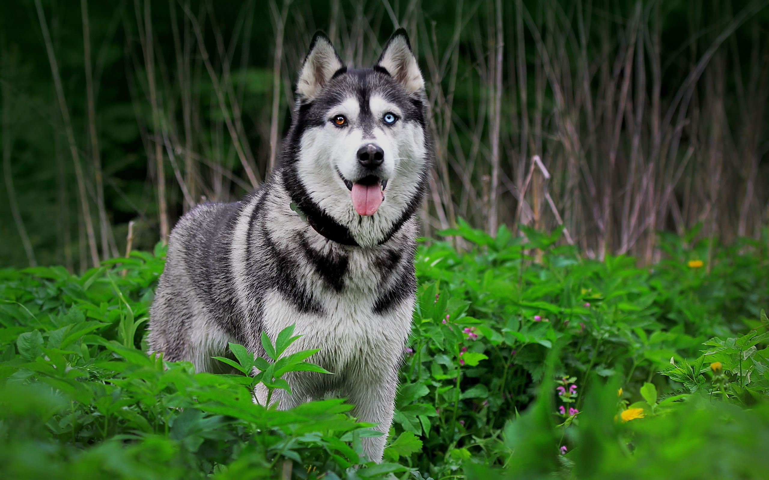 Siberian Husky Puppies Wallpaper - Siberian Husky Wallpaper Hd - HD Wallpaper 