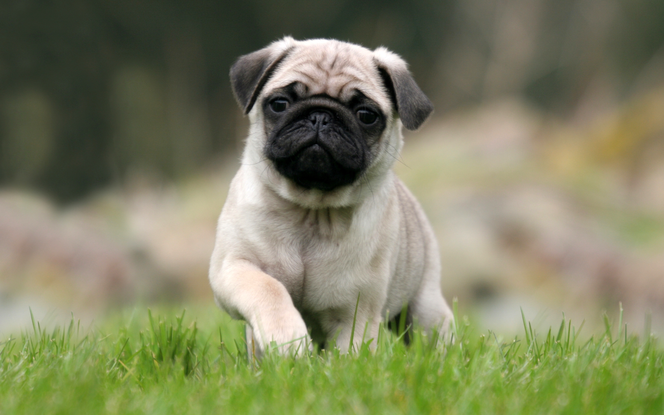 Cute Pug Hd Wallpaper For Mobile - HD Wallpaper 