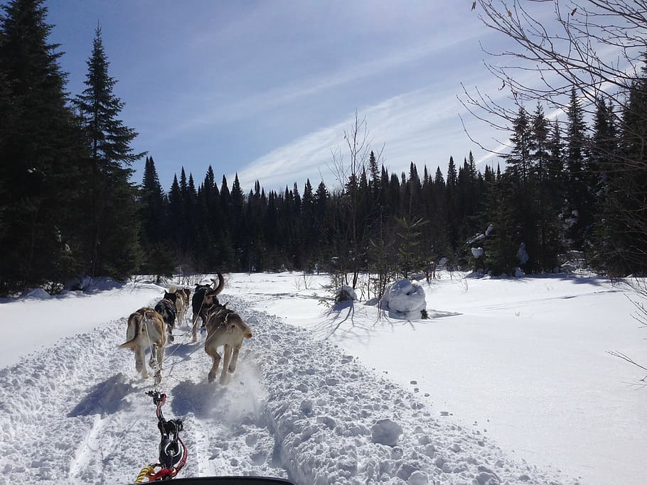 Winter, Dog Sledding, Husky, Alaskan, Arctic, Snow, - HD Wallpaper 