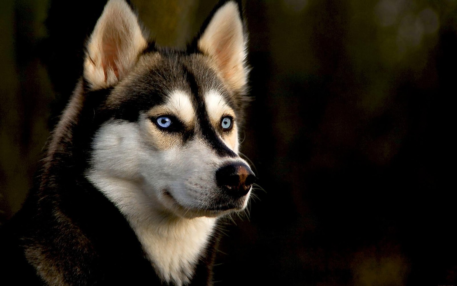 Husky Dog Pic 1080 - HD Wallpaper 