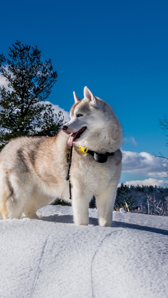 Dog, Husky, Cute Animals, Snow, Winter, 5k - Husky Perro 4k - HD Wallpaper 