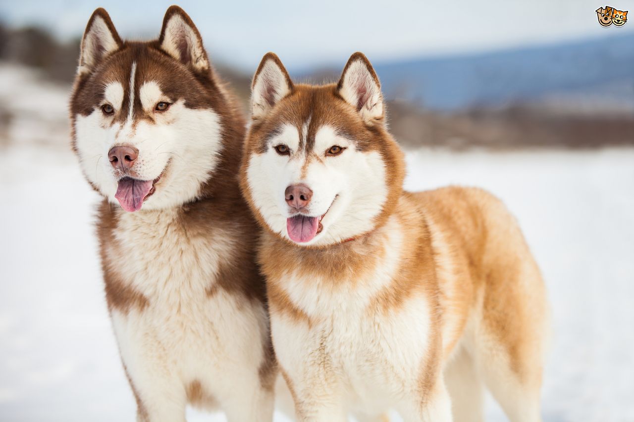 Beautiful Siberian Huskies - Siberian Husky Colors Red - HD Wallpaper 