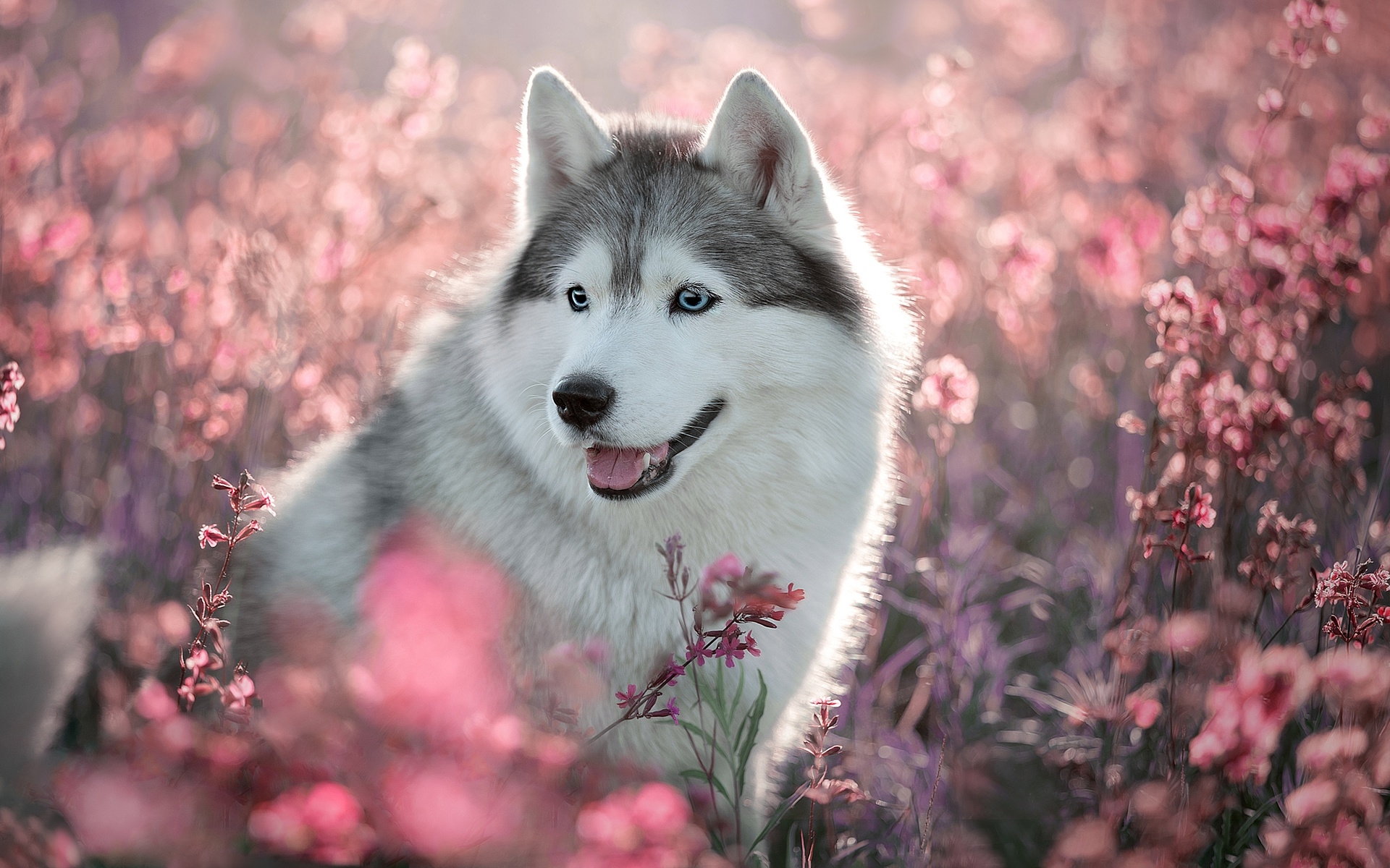 Husky Dog, Spring, Cute Animals, Dog With Blue Eyes, - 1920x1200