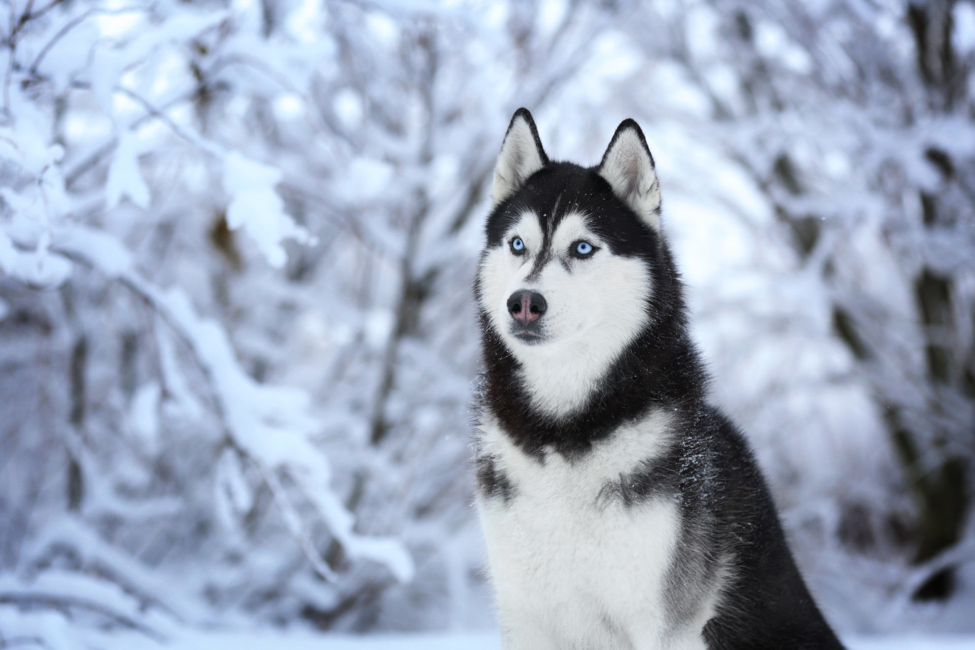 My Husky Dog Hd Wallpapers New Tab Theme 
 Data-src - Husky Dog Wallpaper Hd - HD Wallpaper 