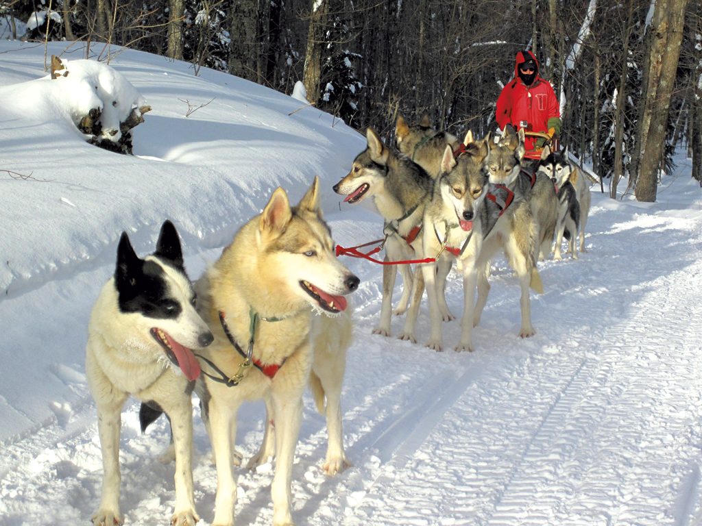 Make A Dog Sled Out - HD Wallpaper 