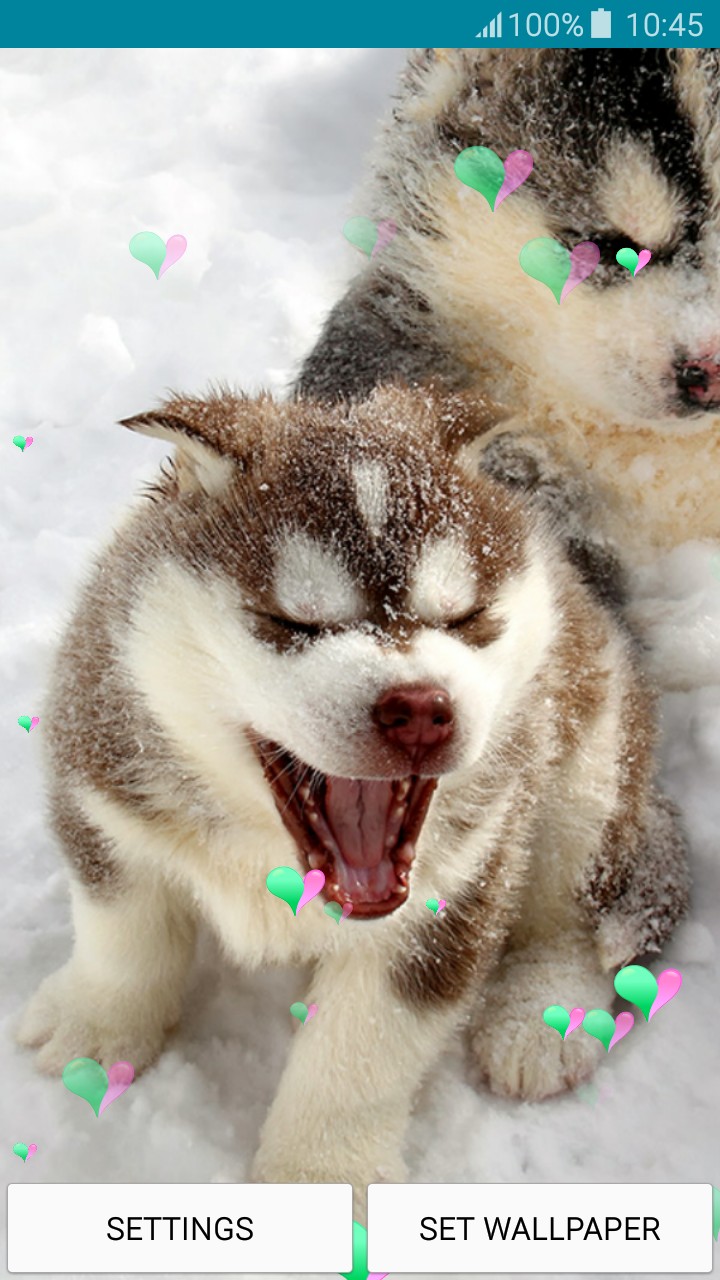 Live Wallpapers Puppies - Puppy - HD Wallpaper 