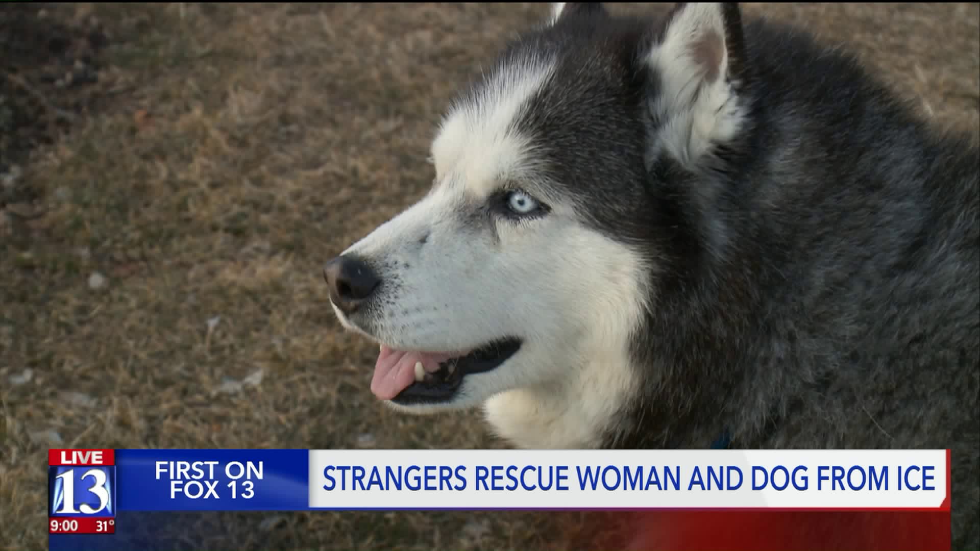 Items - [0] - Videotitle - Miniature Siberian Husky - HD Wallpaper 