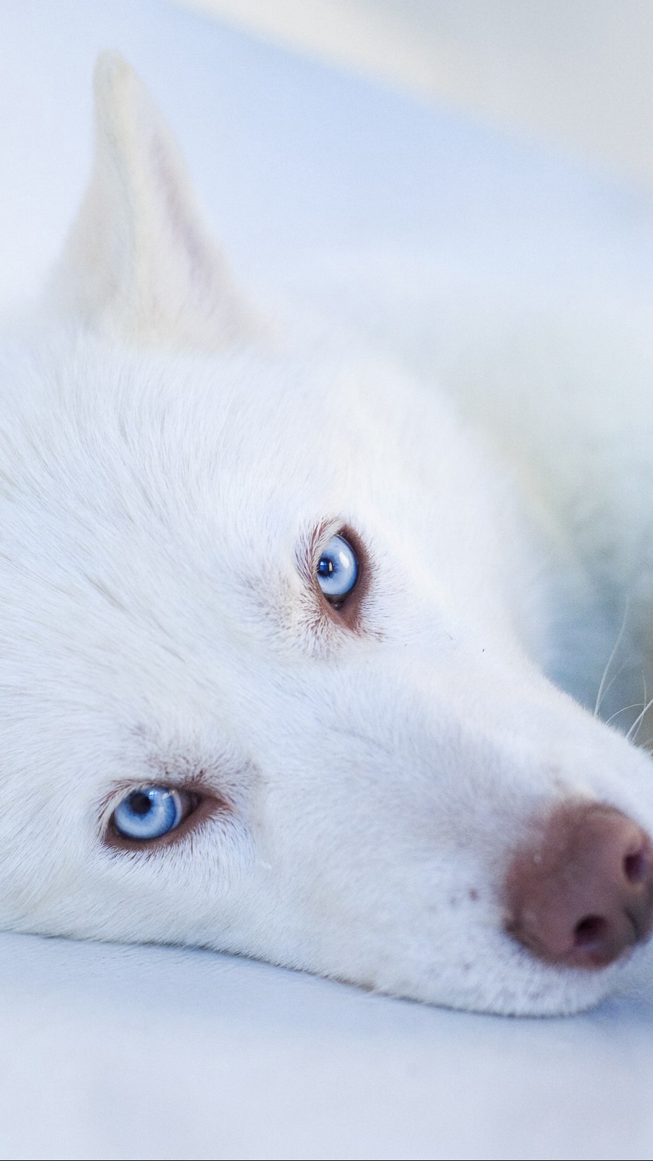 Wallpaper Husky, Dog, Muzzle, Blue-eyed - Iphone 8 Wallpaper Huskey - HD Wallpaper 