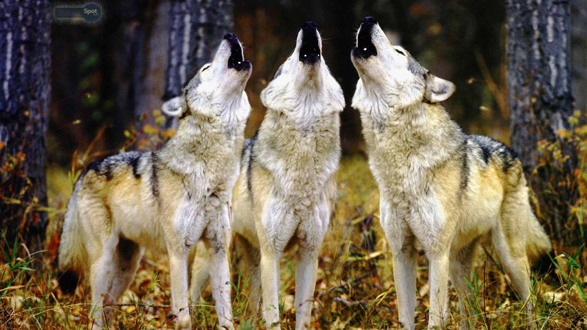 Wolf Pack Hd Live Wallpaper Nice Wolfpack Wallpaper - Wolfpack Wallpaper Hd - HD Wallpaper 