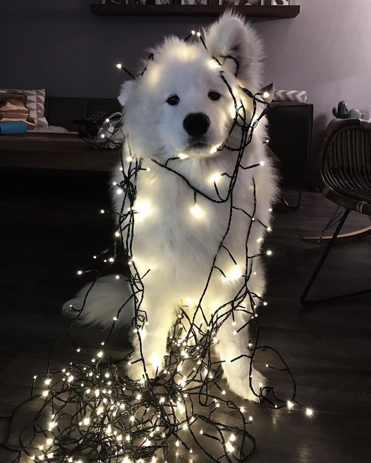 Cute, Lights And Wallpaper - Dogs In Fairy Lights - 749x936 Wallpaper -  