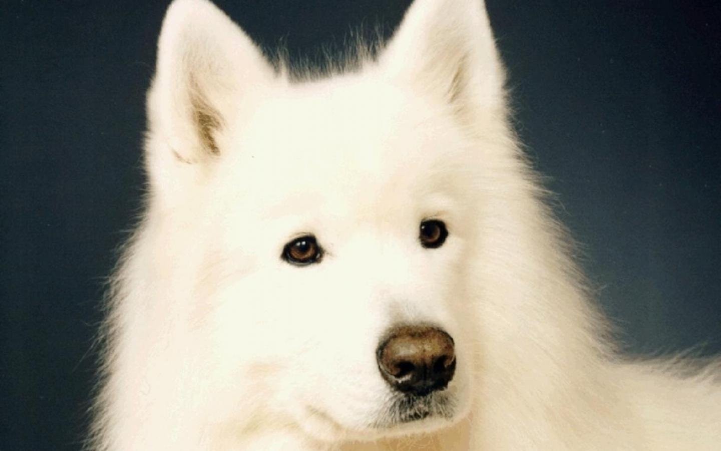Samoyed Dog - HD Wallpaper 