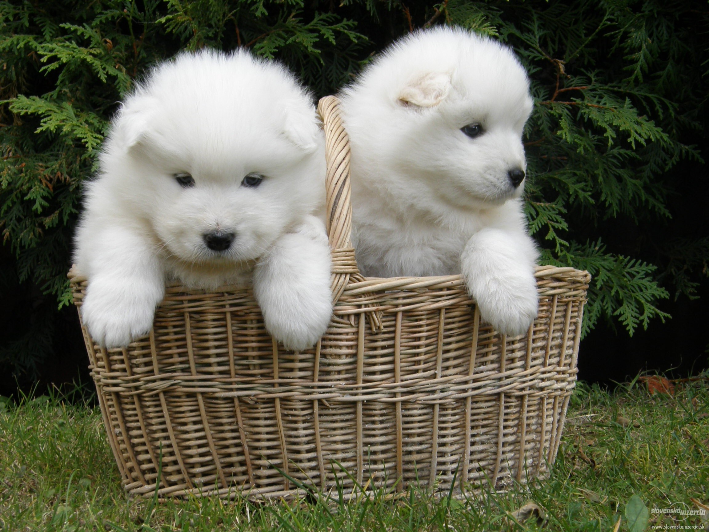 Siberian Samoyed Puppy - HD Wallpaper 