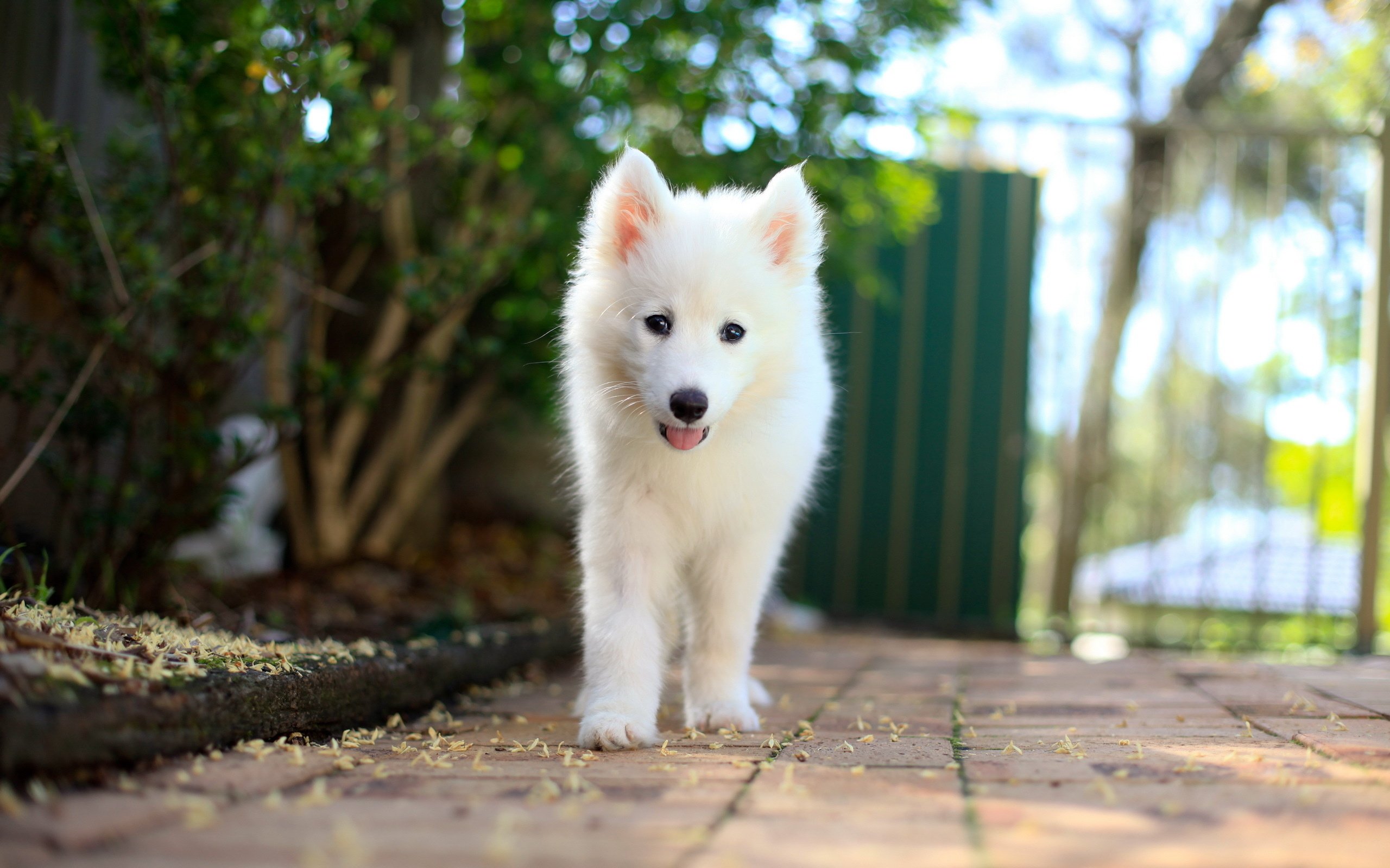 Samoyed Puppy Wallpaper Hd - HD Wallpaper 