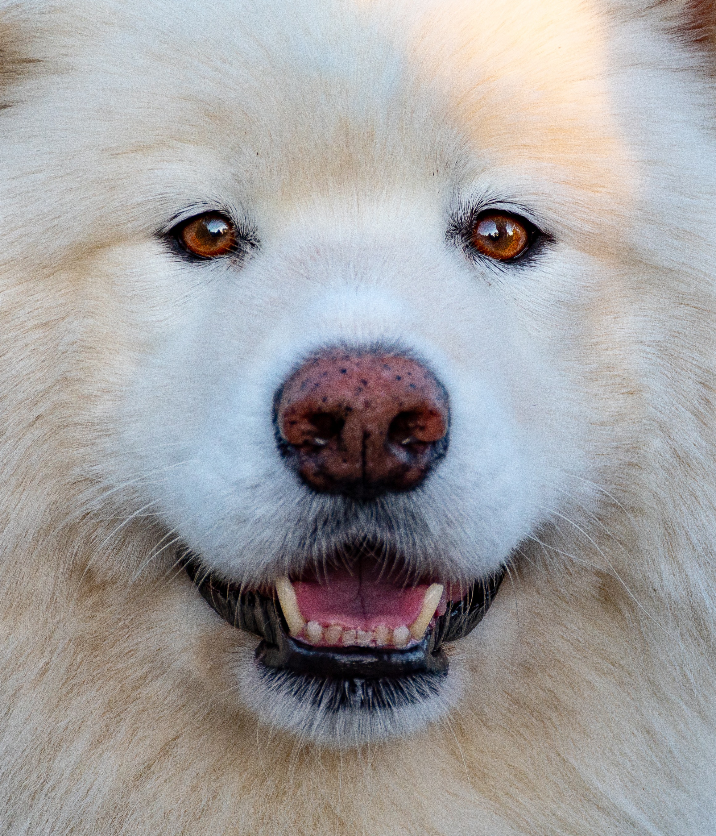 Samoyed Close Up - HD Wallpaper 