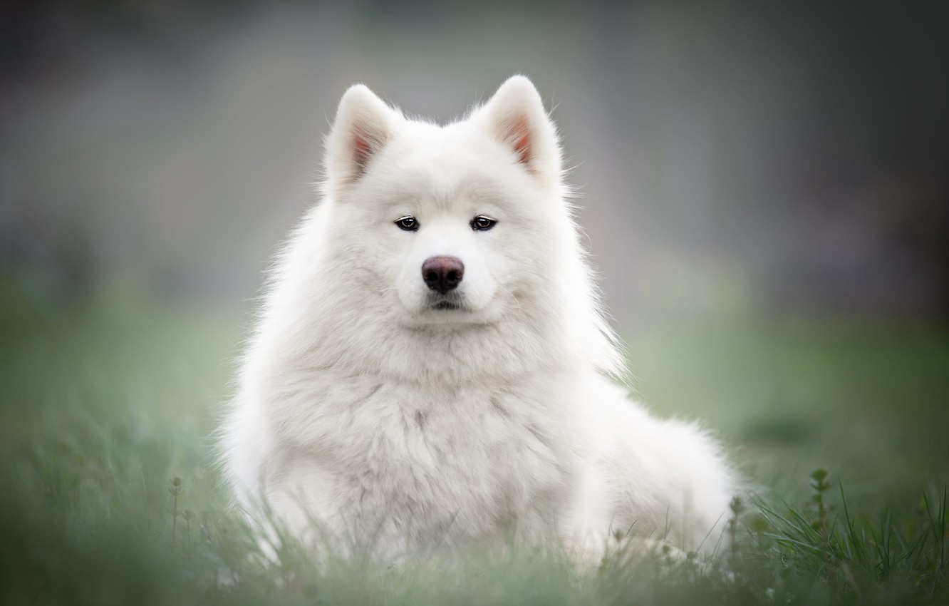 Photo Wallpaper Grass, Look, Face, Background, Glade, - Samoyed Face - HD Wallpaper 