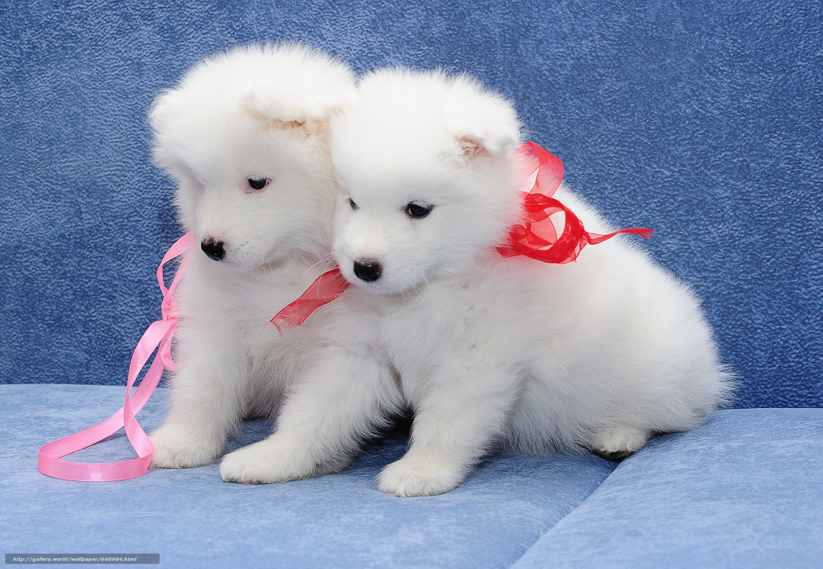 Download Wallpaper Samoyed, Dog, Puppies, Couple Free - White Two Small Dogs - HD Wallpaper 