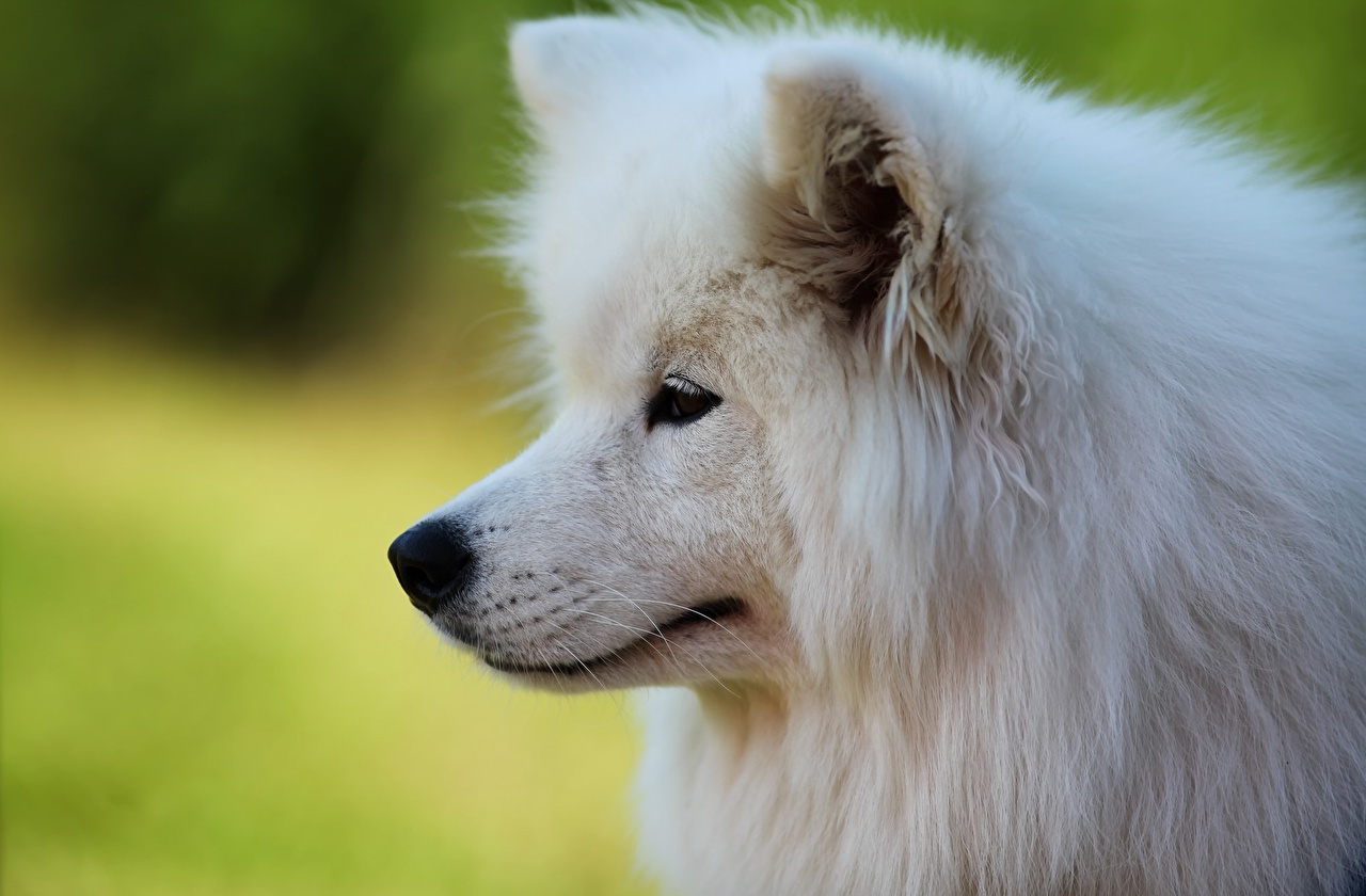 Samoyed Snout - HD Wallpaper 