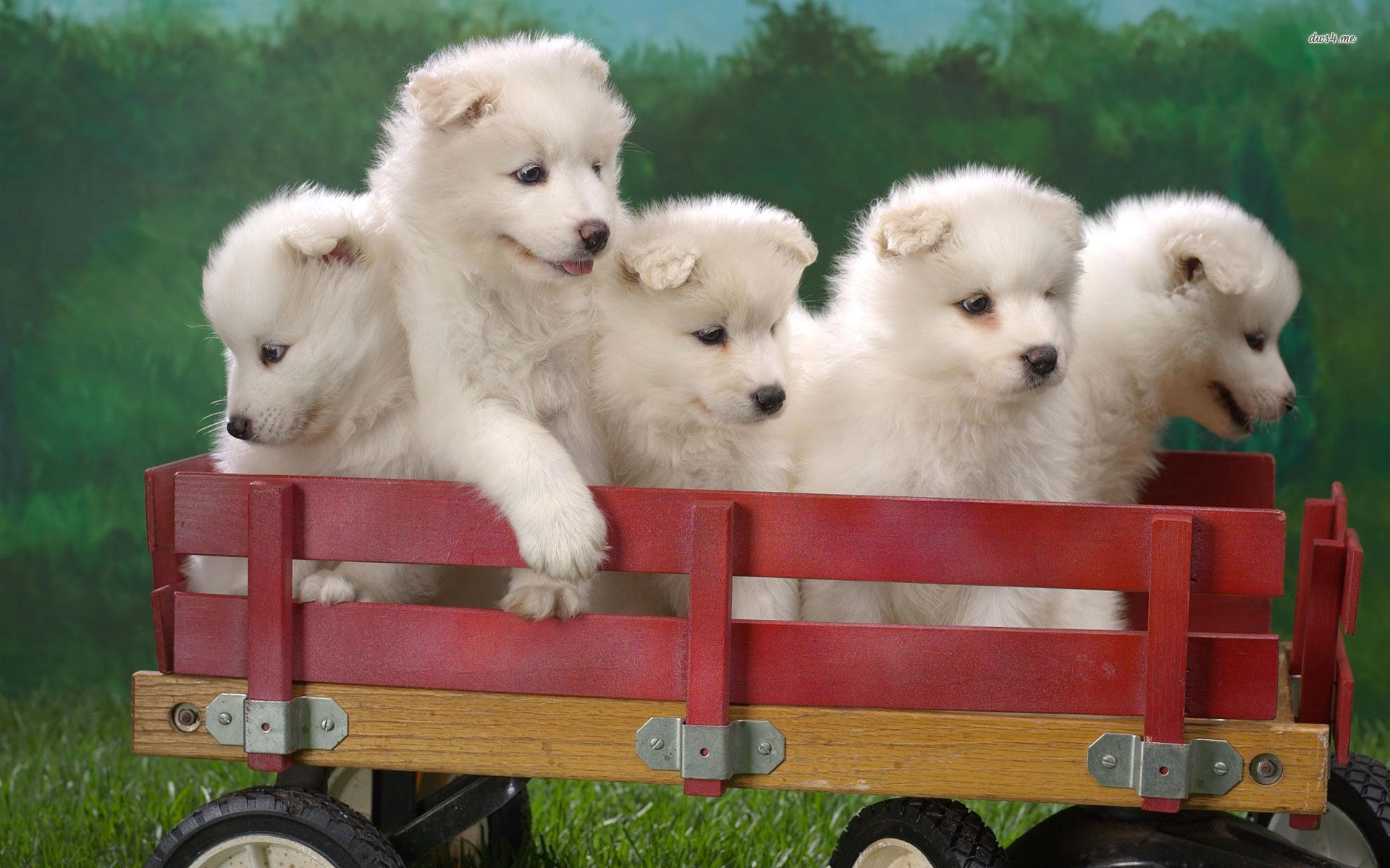 Imagens De 5 Cachorros - HD Wallpaper 