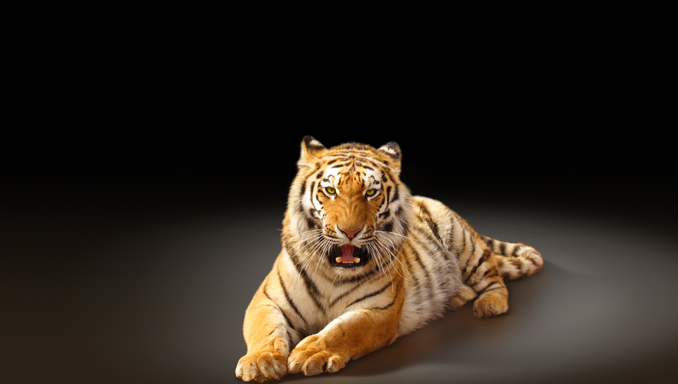Tiger, Predator, Black Background, Big Cat, The Amur - Quotation On Save The Tiger - HD Wallpaper 