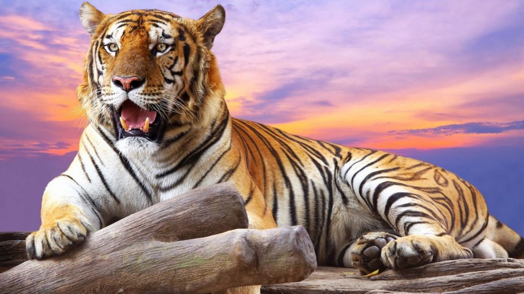 3d Tiger Wallpapers Free Download - HD Wallpaper 