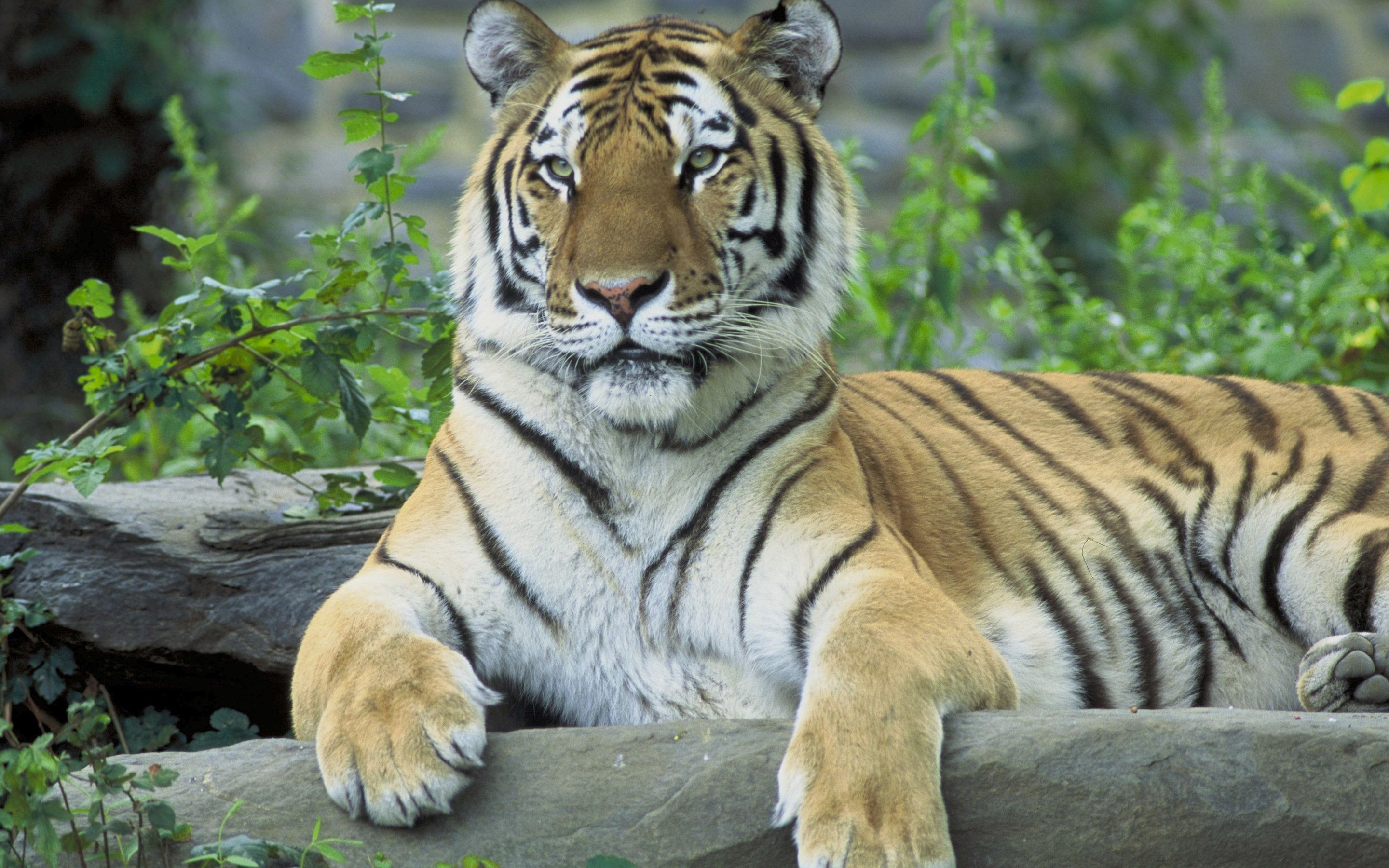 Tiger - HD Wallpaper 