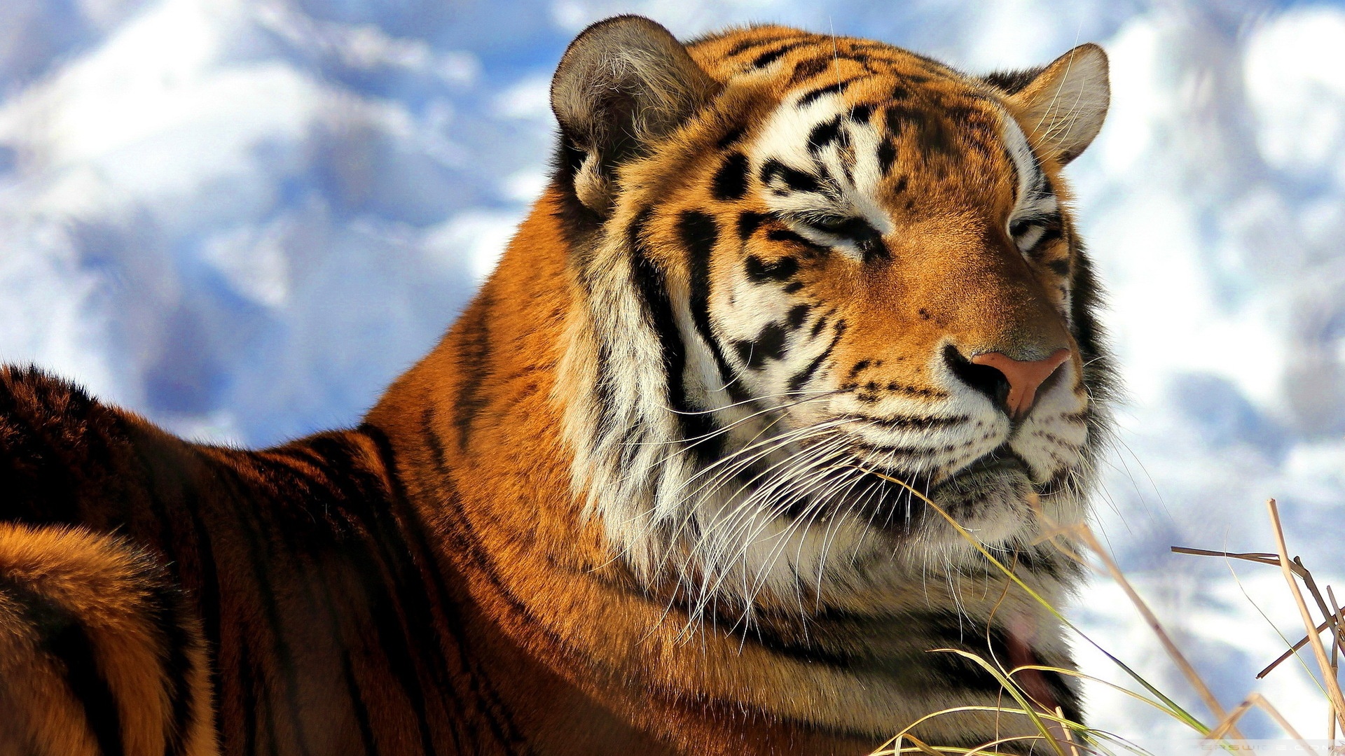 Amur Tiger Hd - HD Wallpaper 