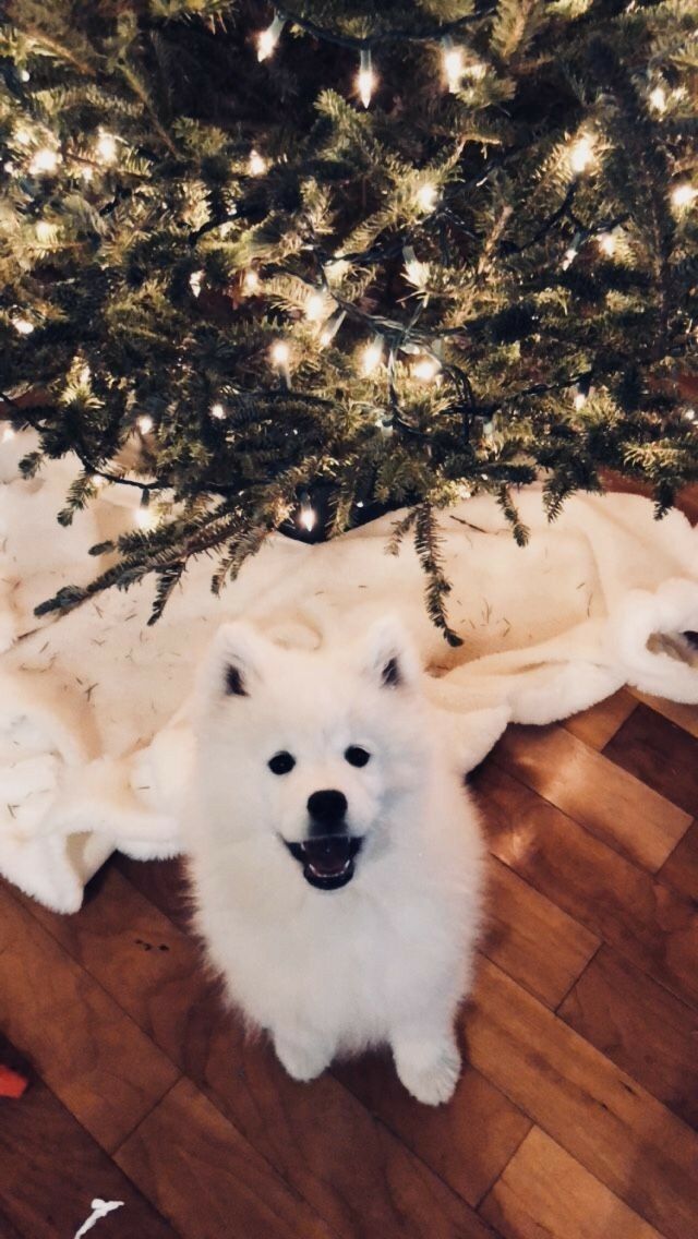 Samoyed Christmas - HD Wallpaper 