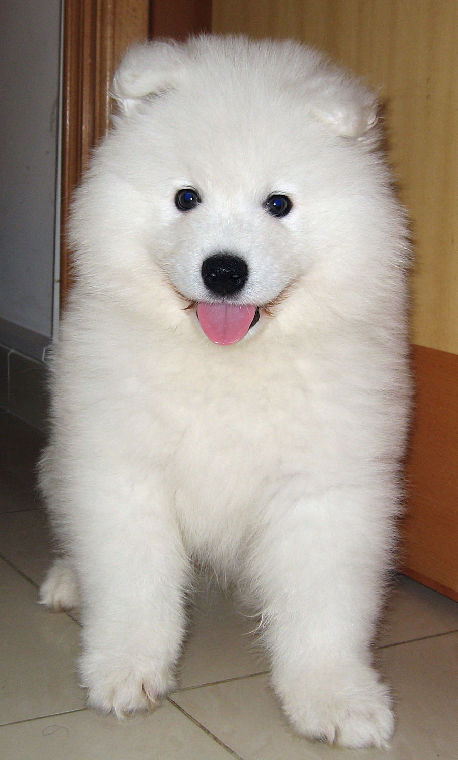 Lovely Samoyed Dog Wallpaper - Samoyed Puppies - HD Wallpaper 