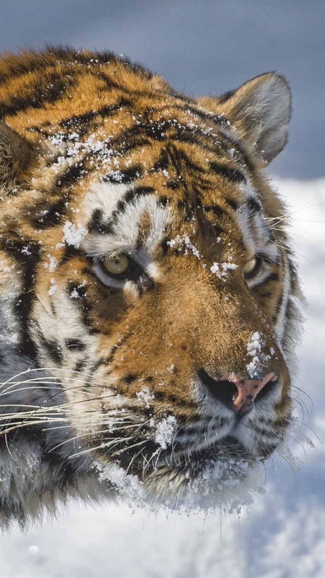Iphone Wallpaper Amur Tiger, Winter, Snow - Iphone Wallpaper Tigre Siberiano - HD Wallpaper 