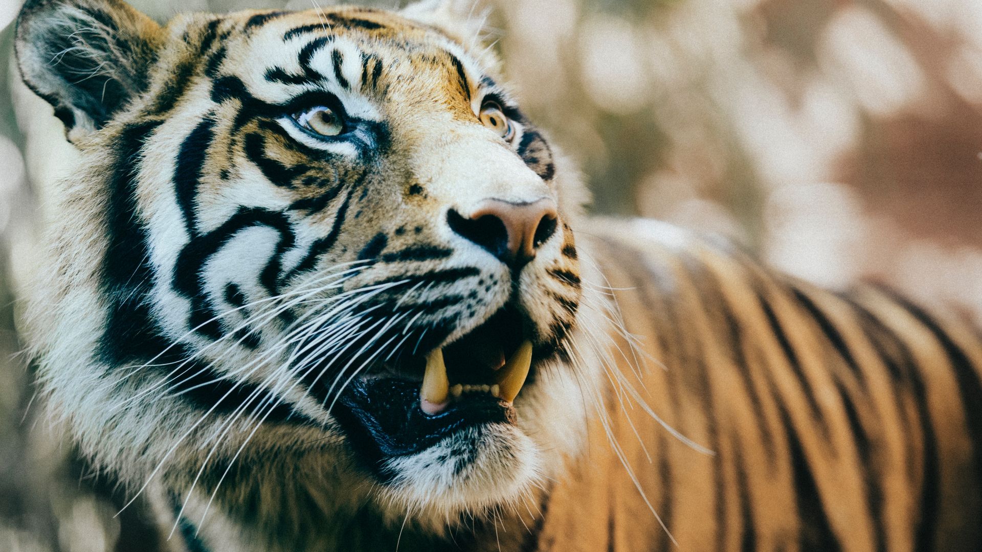Great Hd Tiger - Unsplash Tiger - HD Wallpaper 