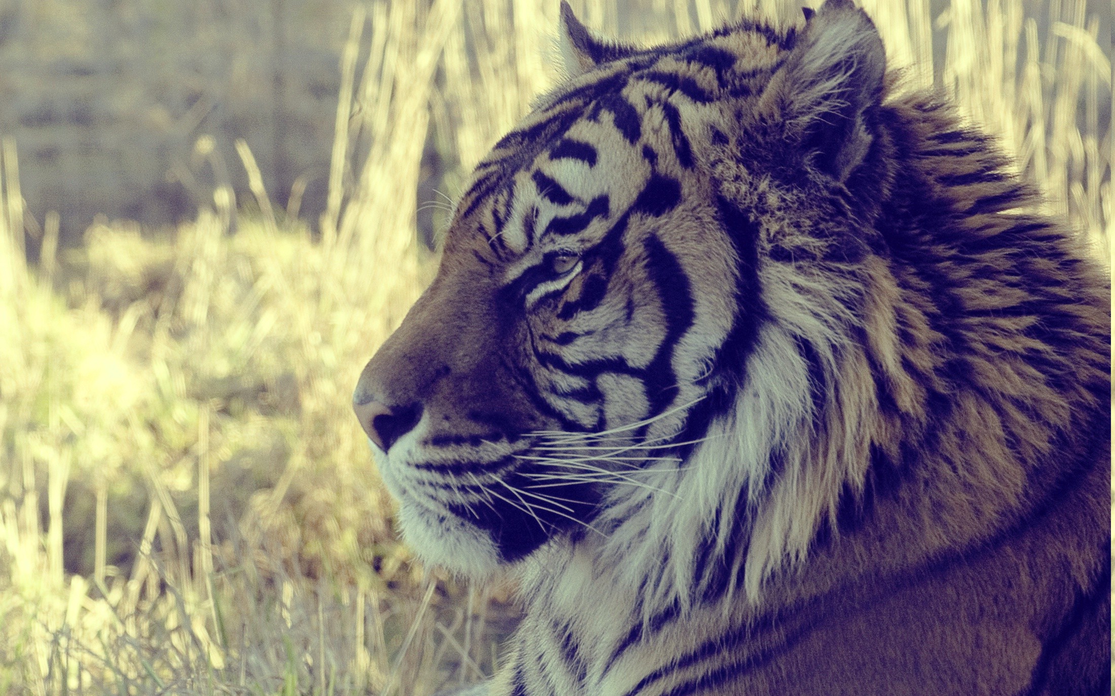 Tiger Hd Wallpaper 1080p - HD Wallpaper 