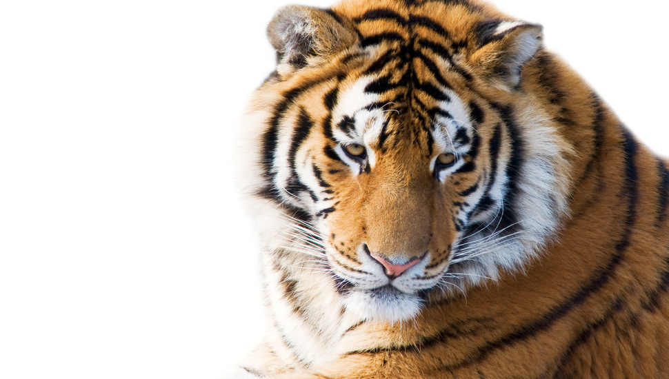 Face, Cat, The Amur Tiger, White Background, Tiger, - Tiger White Background Hd - HD Wallpaper 